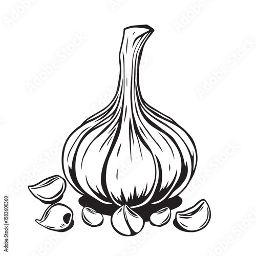 Garlic bulb and cloves vector design concept black and white illustration.