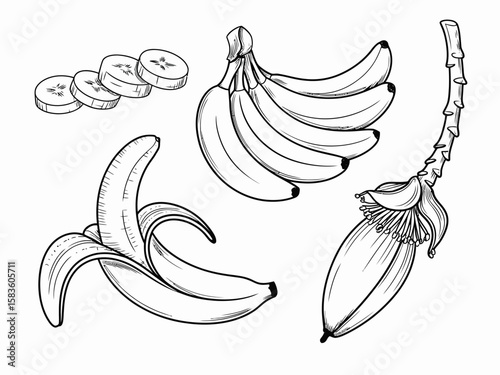 Banana Bounty A detailed illustration showcases various stages of banana fruit.