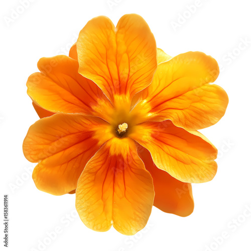 yellow Flower isolated on transparent background