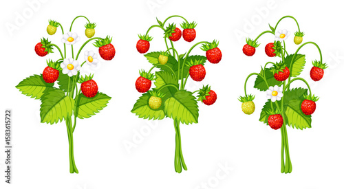 Bushes of delicious wild strawberries in cartoon style. Vector illustration of sweet and juicy bunches of wild strawberries with seeds, green stems, leaves, flowers isolated on white background.