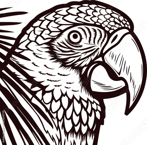 Detailed hand drawn illustration of parrot head in profile vintage engraving black and white bird art