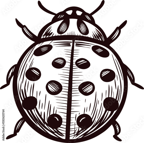 hand drawn ladybug isolated on white vintage engraved insect illustration with detailed lines and dotted wings