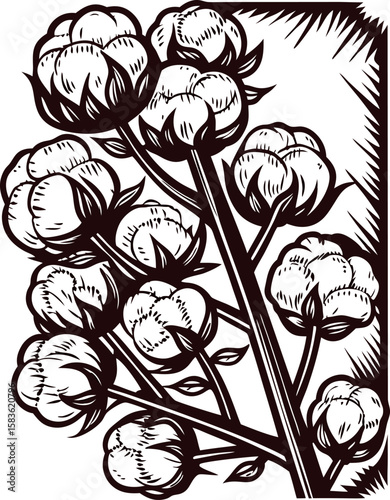 Hand drawn cotton plant branch with blooming cotton bolls, vintage botanical illustration