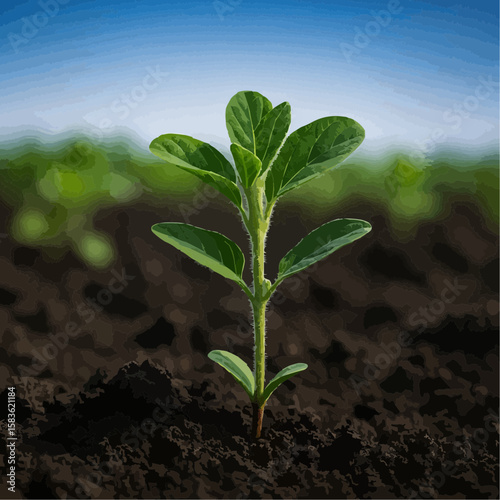young plant in the ground