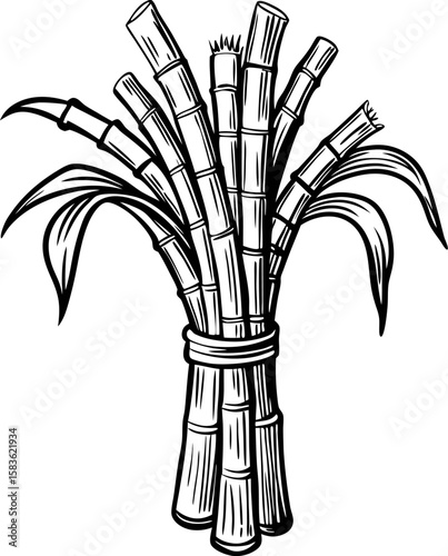 Hand drawn bundle of sugarcane stalks tied together with leaves vintage black and white illustration isolated