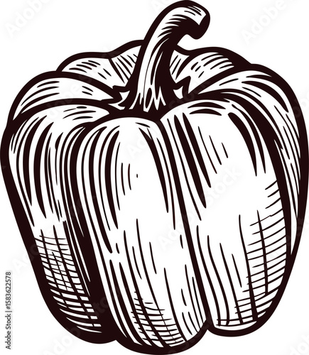 Hand drawn bell pepper illustration vintage engraved vegetable sketch in black and white isolated on white background