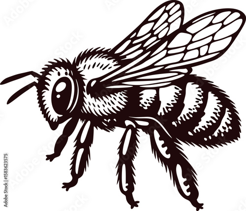Detailed hand drawn bee illustration with wings and stripes in vintage engraved on white background