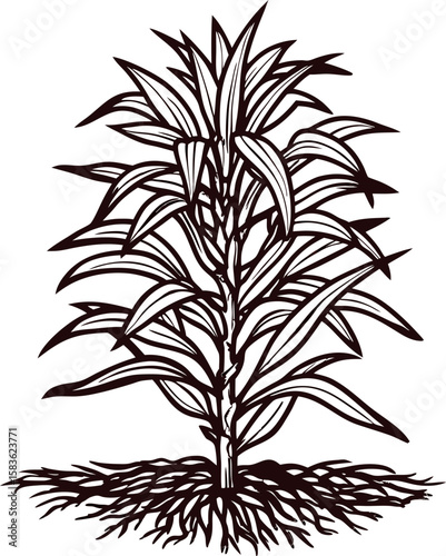 Detailed black and white illustration of a mature corn plant with visible roots and leaves isolated on white