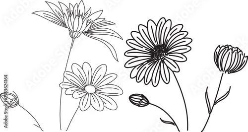 Delicate daisy flower line art illustration featuring blooming petals and elegant stems. Perfect for botanical drawings, minimalist wall decor, and floral design projects. 