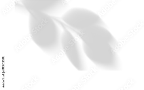 Shadows, of Chinese maple tree branches