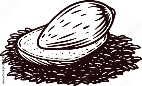 Hand drawn almond in shell with detailed vintage engraving style, isolated on white background