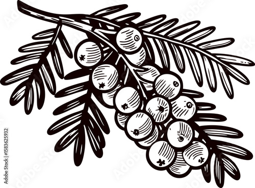 Hand drawn branch of juniper berries and leaves in vintage engraved isolated on white background