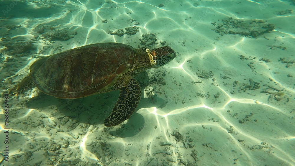 Obraz premium 沖縄の海 うみがめ 