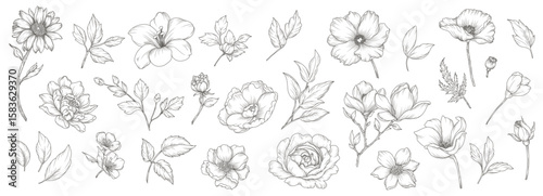 Collection of sketches of flowers and leaves. Vintage peony, rose, poppy, daisy, lily, magnolia hand drawn in line art style. Vector botanical engraving 