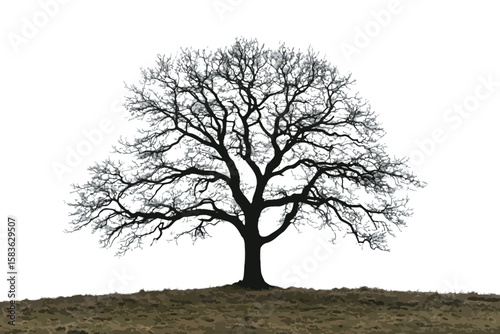 A deciduous silhouette tree sits on a brown hill with its bare branches visible