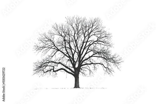 A leafless tree silhouette starkly highlights its bare branches and solitary trunk against the white backdrop