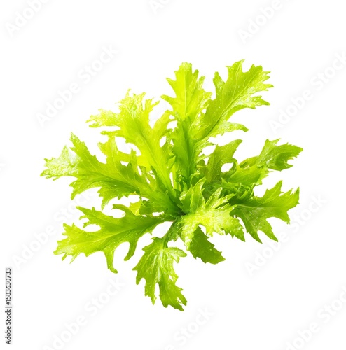 Fresh mizuna with water droplet isolated on a white background