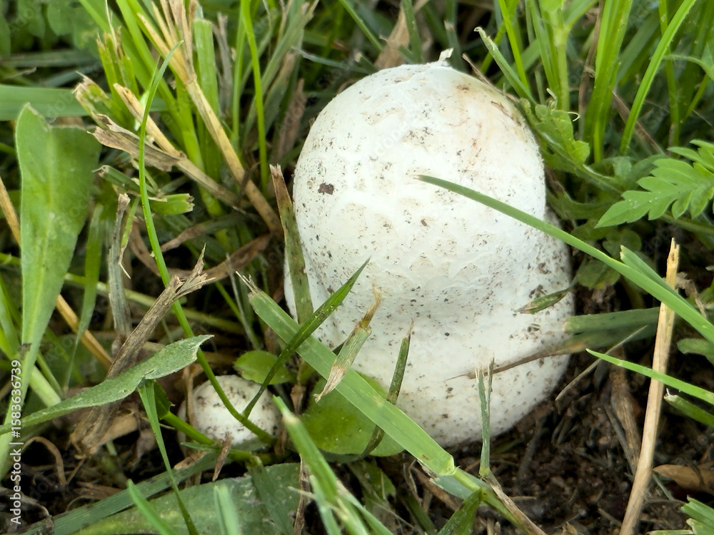mushroom in grass mushroom in grass