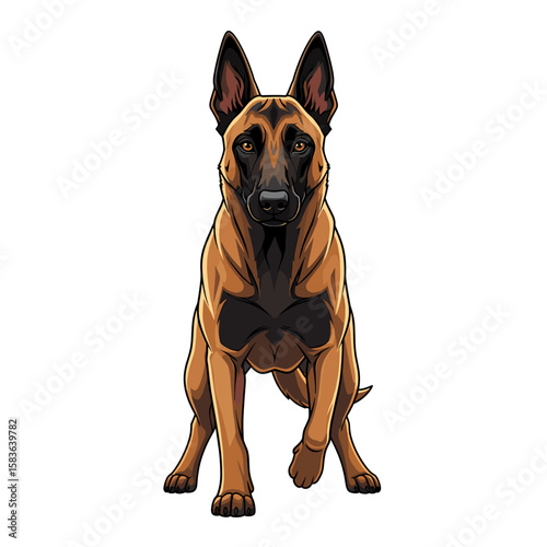 A Belgian Malinois dog stands alert, facing forward with its ears perked up.