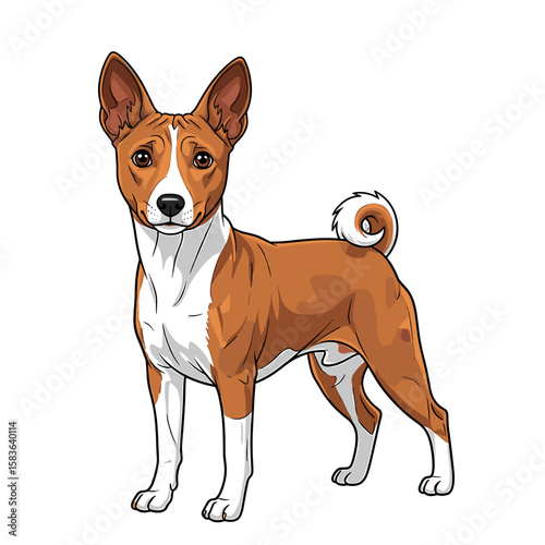 A Basenji dog stands alert, showcasing its distinctive curled tail and short coat.