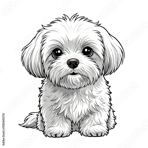 A charming, seated, fluffy white dog with big, expressive eyes looking forward.