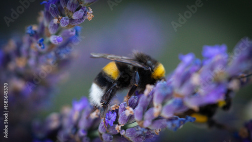 Butterflies sitting on lavender flowers, macro photo