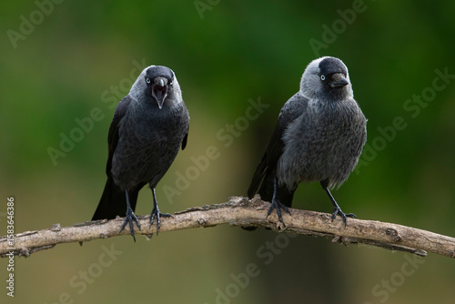 a couple of western jackdaw (coloeus monedula)