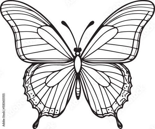 Elegant black and white butterfly illustration