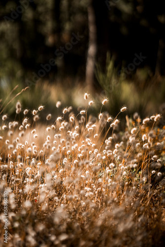 beautiful little fluffs in nature grass pretty 