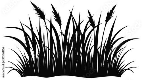 Silhouetted Reeds and Grasses against a White Background 