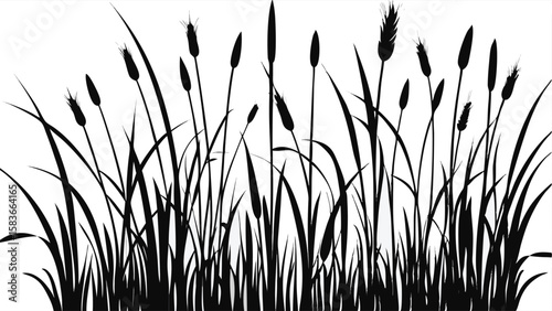 Silhouette of Reeds and Cattails on White Background 