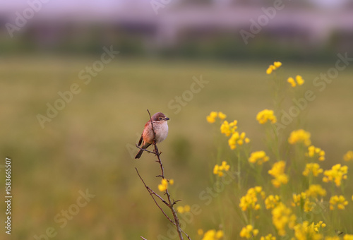 Fotografija A youngling of the common shrike sits on a branch.