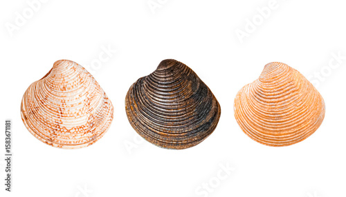 Three Seashells on Transparent Background. Scallops shells.