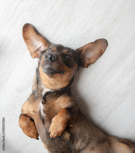 Playful brown dog with large ears lying on its back on a light wooden floor, showcasing a relaxed and joyful demeanor in a cozy indoor environment