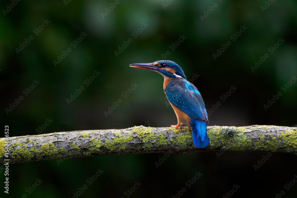 Obraz premium Common kingfisher (Alcedo atthis)