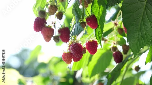Ripe red raspberries on the branches of a bush in the garden.
