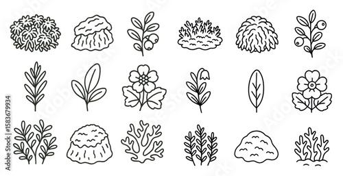 Set of 12 different types of plants and flowers are drawn in black and white. The plants include moss, seaweed, and various types of flowers