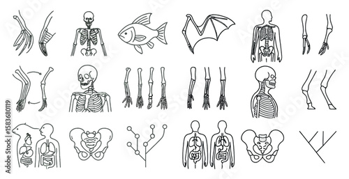 Collection of drawings of human and animal skeletons. The drawings are in black and white. The drawings are of various sizes and shapes