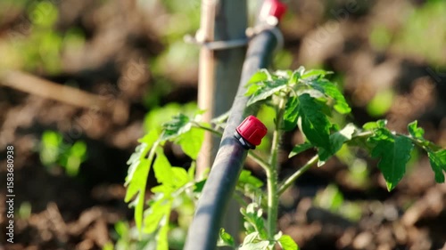 Drip irrigation on a bed of tomatoes