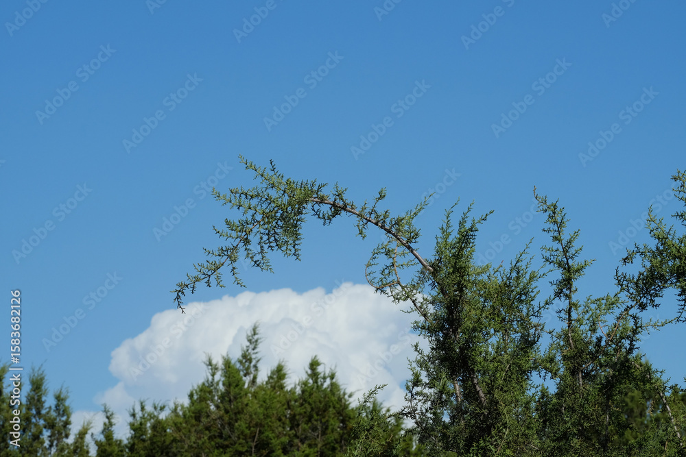 Fototapeta premium Juniper against Texas blue sky and cloud background with copy space.