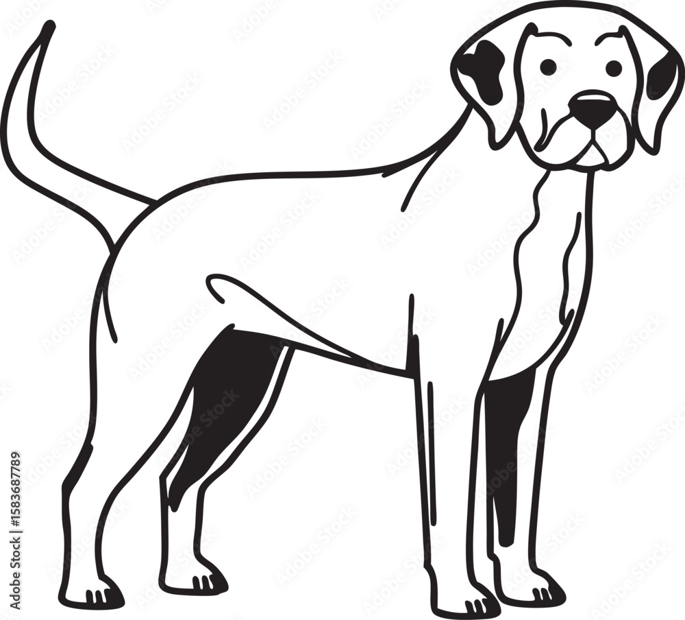 Fototapeta premium beagle dog portrait