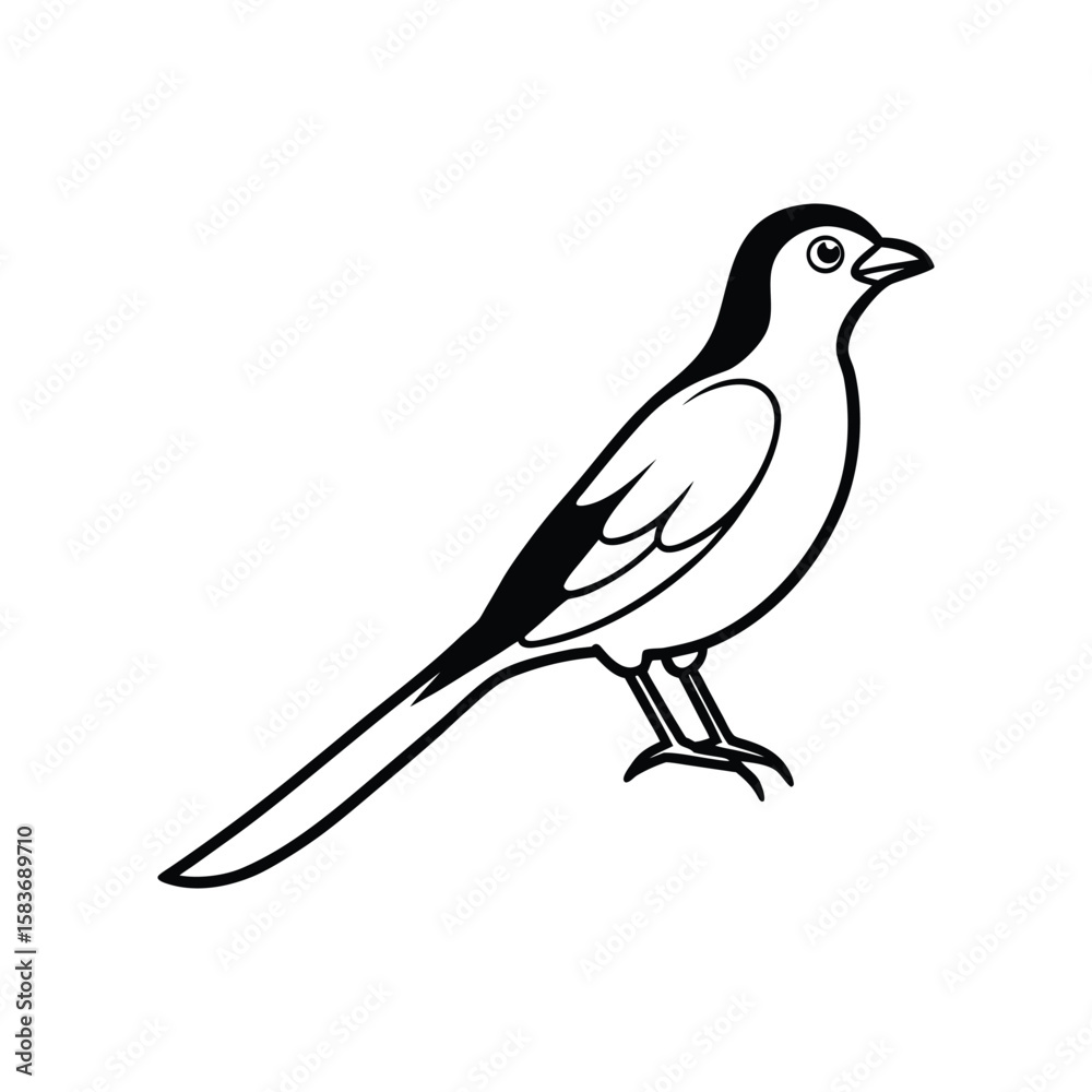 Fototapeta premium A drongo bird vector illustration.