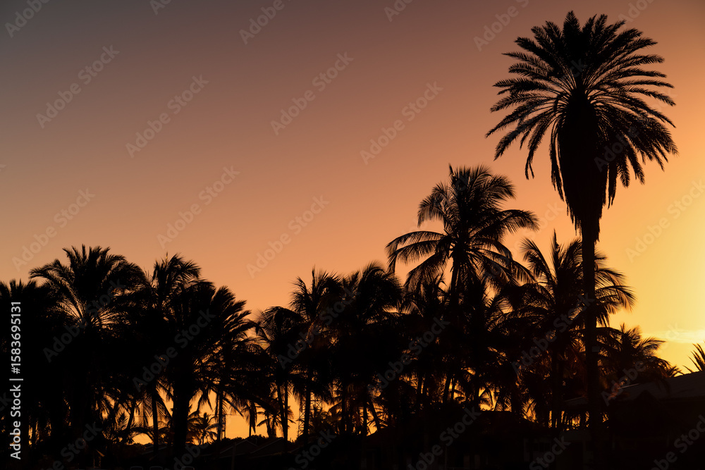 Fototapeta premium Sunrise over palm trees on the tropical island of Coche, Venezuela. 