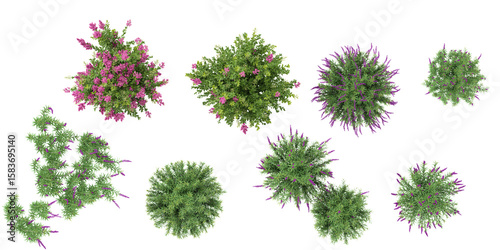3d illustration of Crepe-myrtle,Purple loosestrife on transparent background from top view
