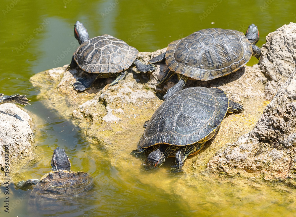 Obraz premium red-eared turtle basking in the sun