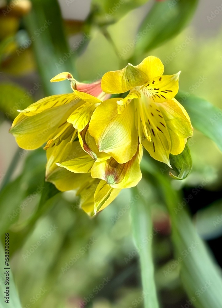 Fototapeta premium Close-up of a vibrant yellow Alstroemeria flower in bloom, showing detailed petals with dark speckled markings. The soft background blur enhances the flower’s texture, color, and natural beauty