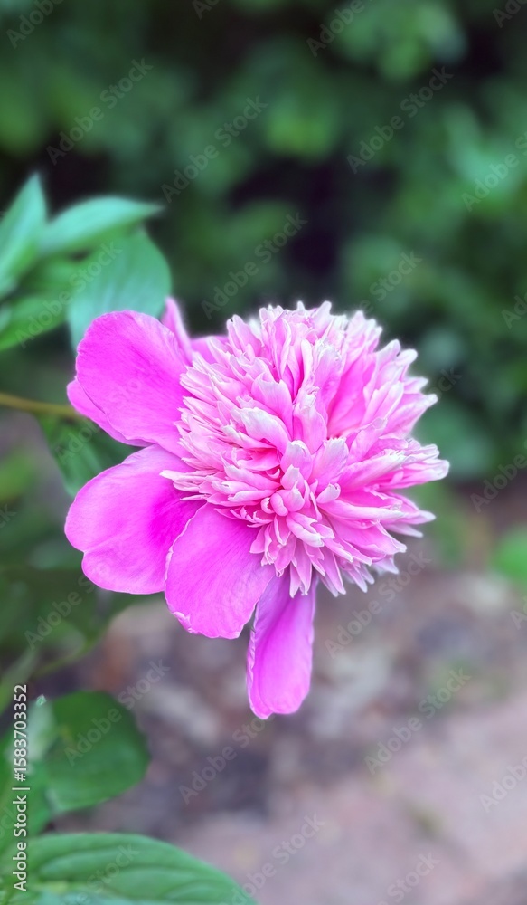 Obraz premium Close-up of a vibrant pink peony flower in full bloom with soft-focus green background. The image captures fine petal details and natural lighting.