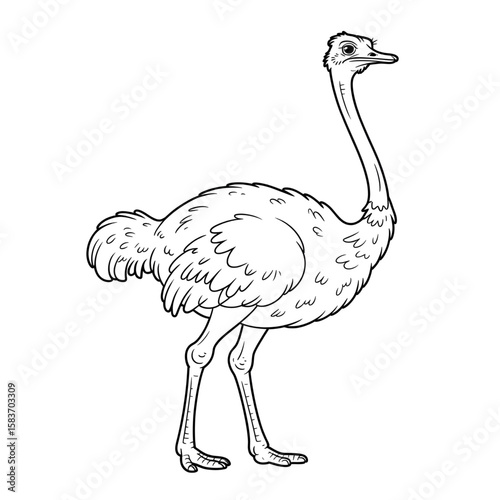 Ostrich line art coloring page illustration vector