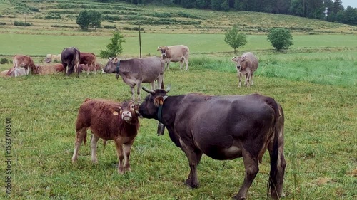 Nice calf letting its mother care for it.
Calf looking for the best position so its mother can lick it better.