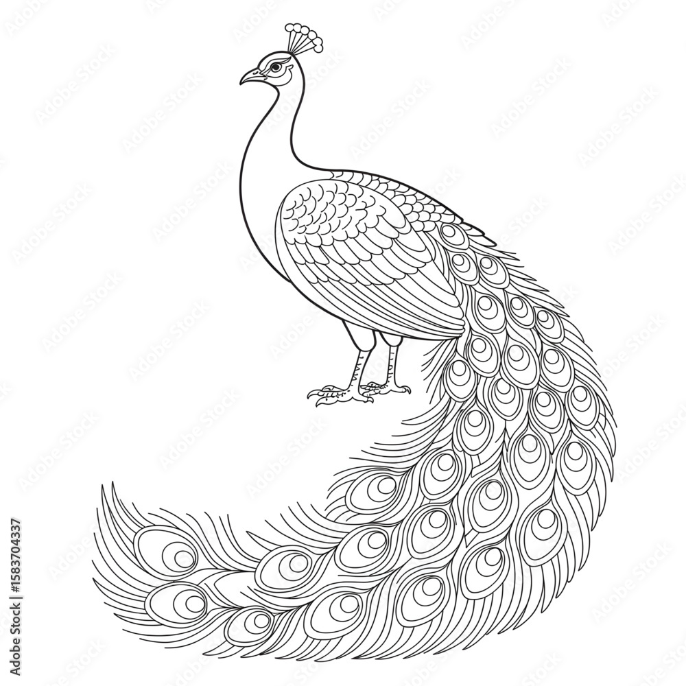 Obraz premium hand drawn peacock vector coloring page